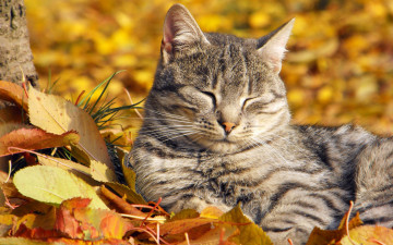 Картинка животные коты осень листья