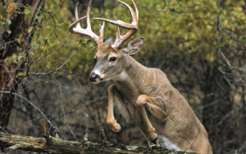 Картинка животные олени прыжок