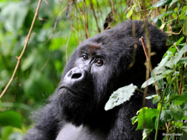 Обои картинки фото животные, обезьяны, горилла