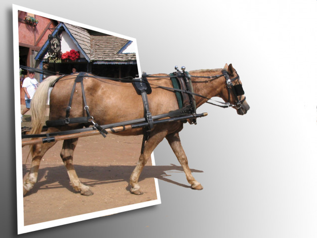 Обои картинки фото животные, лошади, упряжка, дом