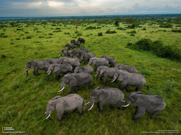 Обои картинки фото животные, слоны, саванна, стадо