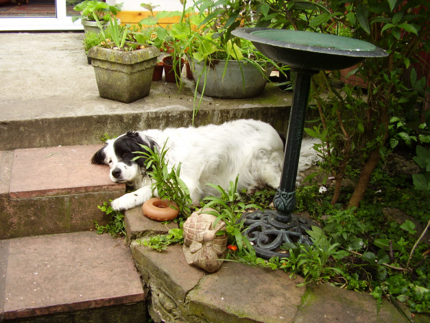 Обои картинки фото животные, собаки, ступеньки, пес