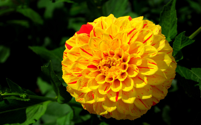 Обои картинки фото цветы, георгины, лепестки, листья