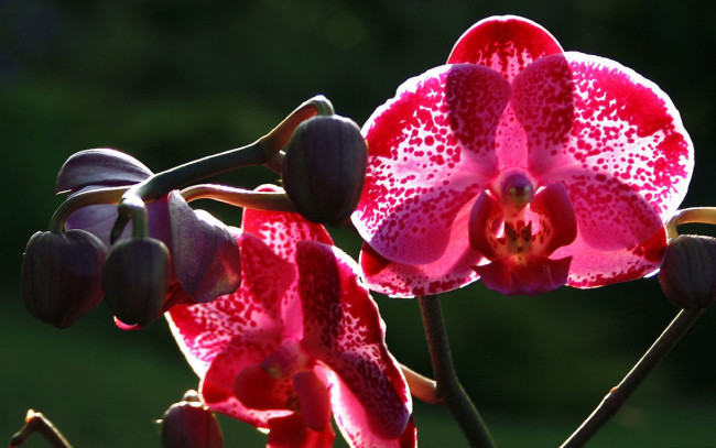 Обои картинки фото цветы, орхидеи, экзотика