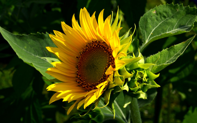 Обои картинки фото цветы, подсолнухи, тёмный, листья, лепестки, фон