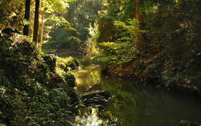 Обои картинки фото природа, реки, озера, лес, река