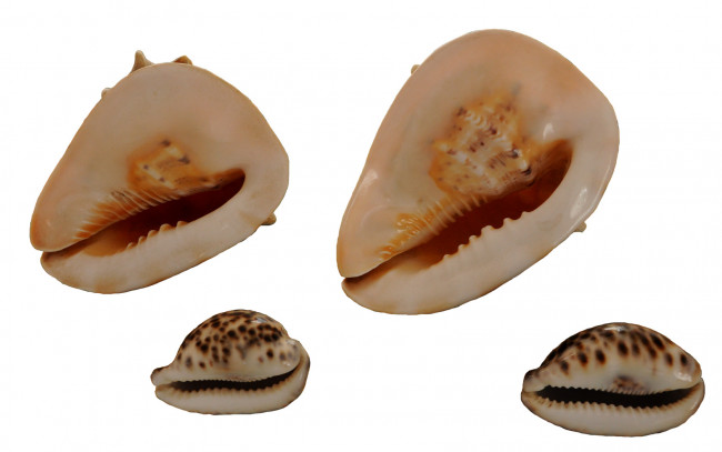 Обои картинки фото разное, ракушки, кораллы, декоративные, spa, камни