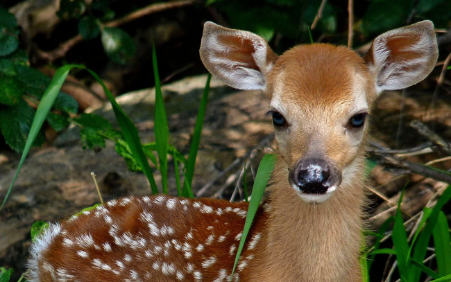 Обои картинки фото животные, олени, трава