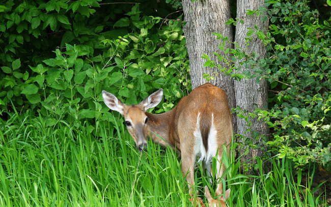 Обои картинки фото животные, олени, трава, деревья
