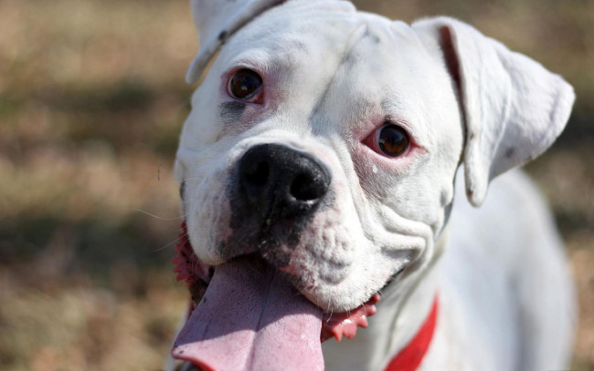 Обои картинки фото животные, собаки, морда, язык