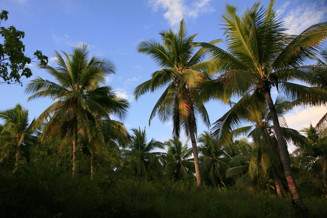 Обои картинки фото природа, тропики, небо, пальмы