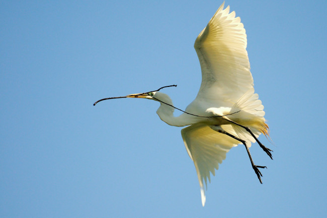 Обои картинки фото животные, цапли, полёт, ветка