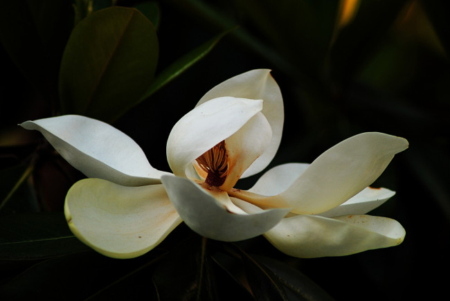 Обои картинки фото цветы, магнолии, лепестки, фон, тёмный