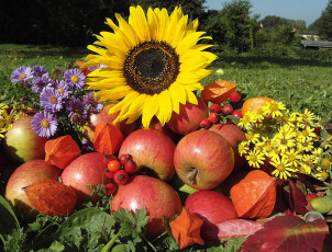 Картинка еда Яблоки яблоки подсолнух физалис шиповник