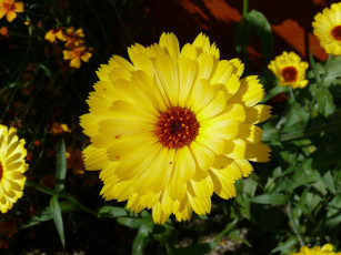 Картинка цветы календула лепестки