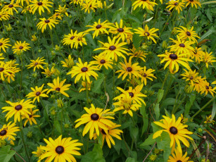 Картинка цветы рудбекия лепестки