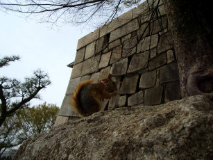 Картинка животные белки белка ошейник камень стена деревья