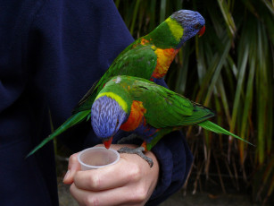 Картинка животные попугаи