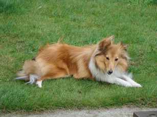 Картинка животные собаки собака