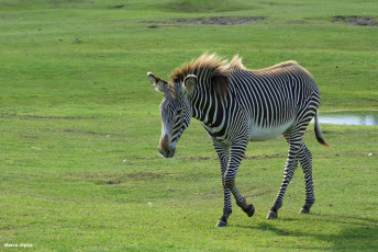 Картинка животные зебры зебра