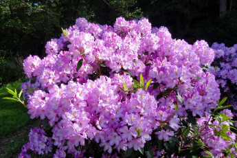 Картинка цветы рододендроны азалии родендромы