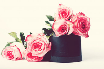 Картинка цветы розы бутоны