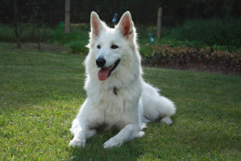 Картинка животные собаки собака