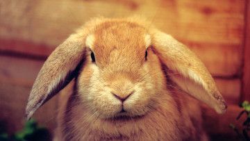 Картинка животные кролики зайцы кролик