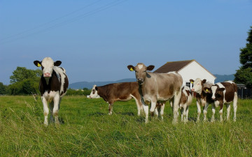 Картинка животные коровы буйволы луг