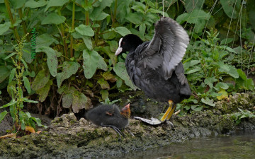 Картинка животные птицы трава