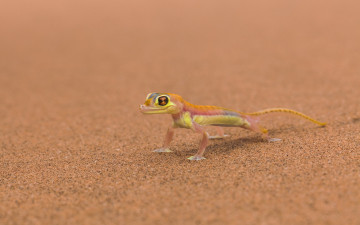 Картинка животные Ящерицы игуаны вараны марс ящерица фон