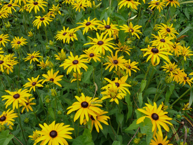 Обои картинки фото цветы, рудбекия, лепестки