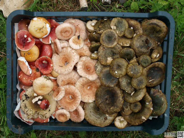 Обои картинки фото еда, грибы, грибные, блюда