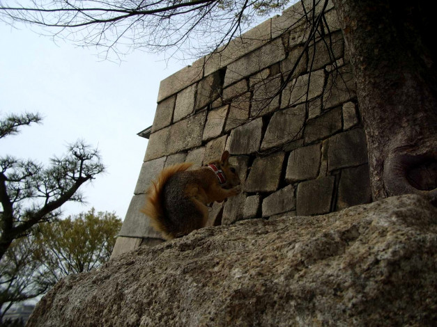 Обои картинки фото животные, белки, белка, ошейник, камень, стена, деревья