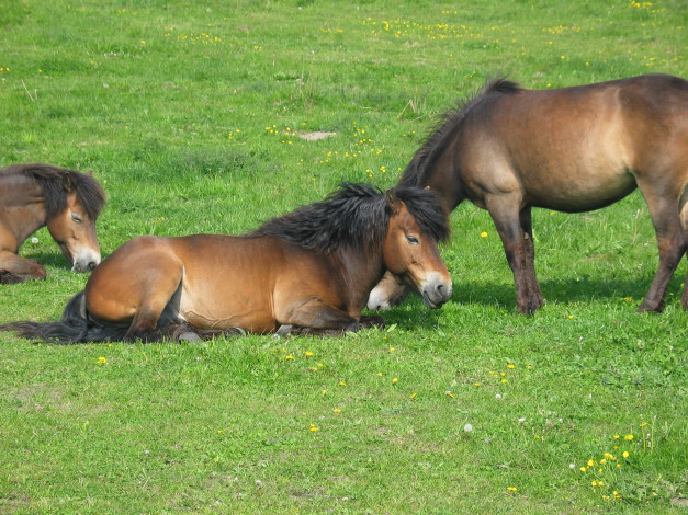 Обои картинки фото животные, лошади