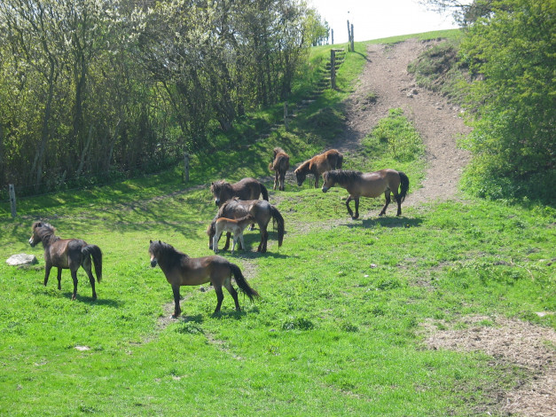 Обои картинки фото животные, лошади