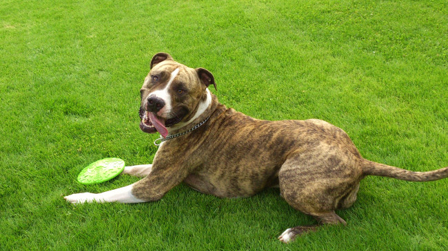 Обои картинки фото животные, собаки, собака