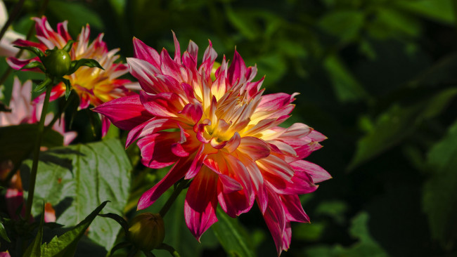 Обои картинки фото цветы, георгины, лепестки