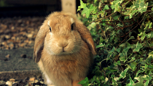 Обои картинки фото животные, кролики, зайцы, кролик