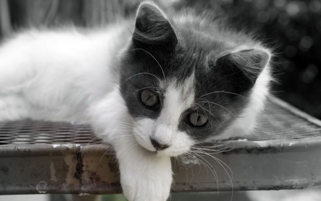 Обои картинки фото животные, коты, кот