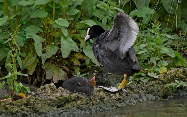 Обои картинки фото животные, птицы, трава