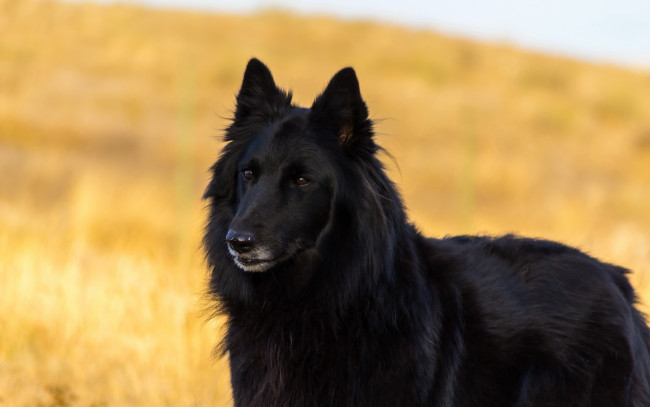 Обои картинки фото животные, собаки, собака