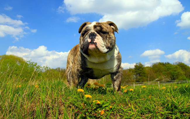 Обои картинки фото животные, собаки, собака, взгляд, лето