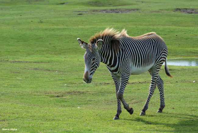 Обои картинки фото животные, зебры, зебра