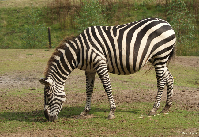 Обои картинки фото животные, зебры, зебра