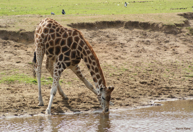 Обои картинки фото животные, жирафы, жираф