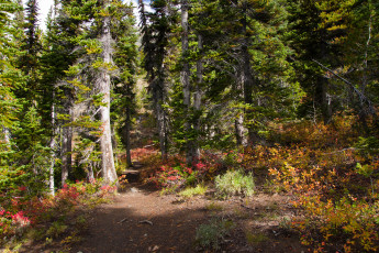 Картинка природа лес деревья