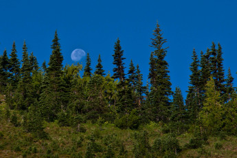 Картинка природа лес луна