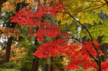 Картинка природа лес деревья осень