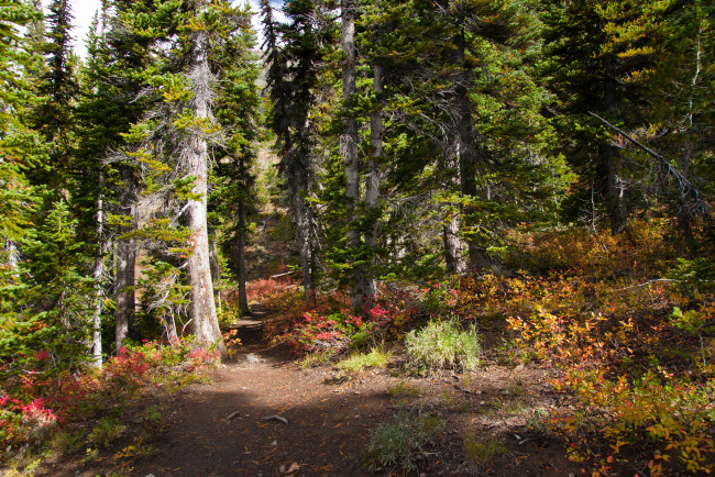 Обои картинки фото природа, лес, деревья